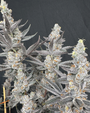 Diamond Daggers (Solfire Gardens) feminized