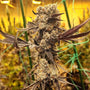 Dip N` Stax RBX1 (Ethos Genetics) feminized
