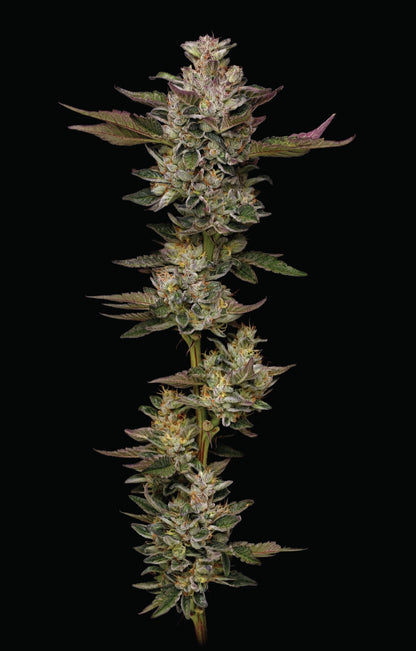 Donutz (Humboldt Seed Co.) feminisiert