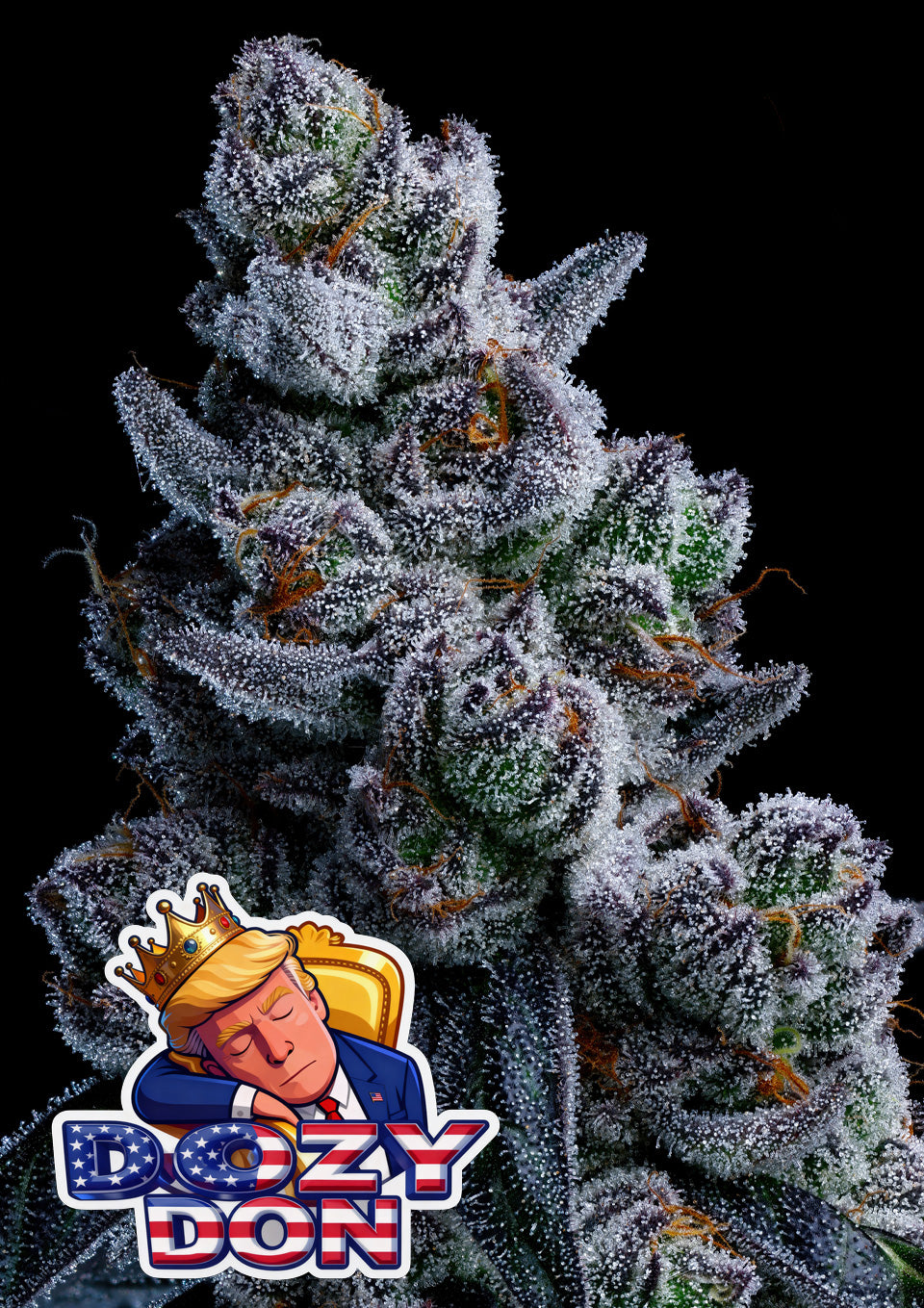 Dozy Don (Anesia Seeds) feminisiert Cannabis Samen von Anesia Seeds