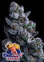Dozy Don (Anesia Seeds) Feminized