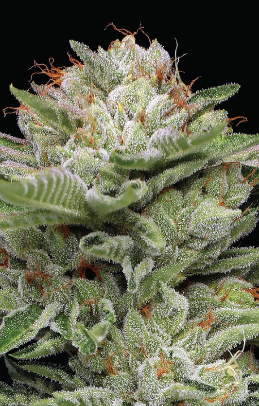 Durban Poison Auto (Humboldt Seed Co.)