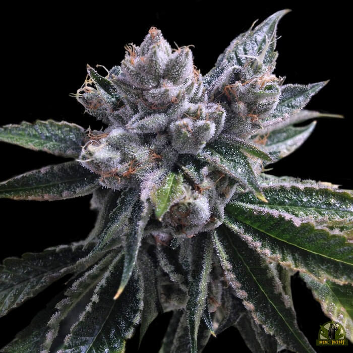 El Fuego (DNA Genetics) feminisiert Cannabis Samen von DNA Genetics