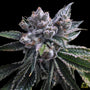 El Fuego (DNA Genetics) feminisiert