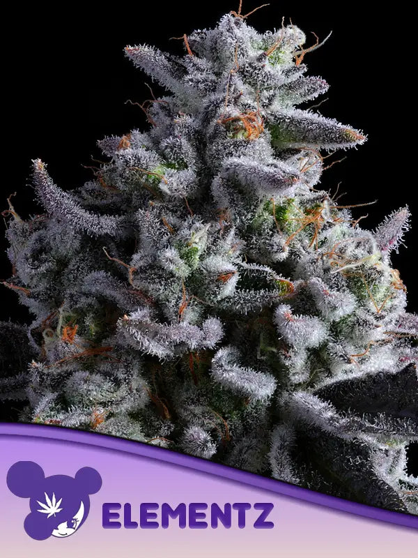 Elementz Anesia Seeds