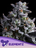 Elementz (Anesia Seeds) feminisiert Cannabis Samen von Anesia Seeds