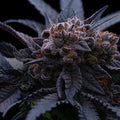 End Game RBX "The Punchline" (Ethos Genetics) feminisiert Cannabis Samen von Ethos Genetics