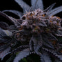 End Game RBX "The Punchline" (Ethos Genetics) feminized