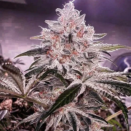 Ethos Apex R1 (Ethos Genetics) feminisiert