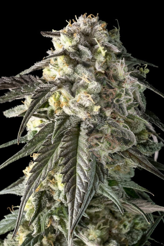 Fire DOG (Advanced Seeds) feminisiert
