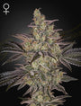 Frosted Guava Auto (Greenhouse Seed Co.)