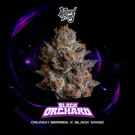 Black Orchard (Wizard Trees) feminisiert