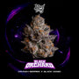 Black Orchard (Wizard Trees) feminized