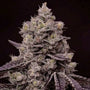 Fanta Sea RBX (Ethos Genetics) feminized