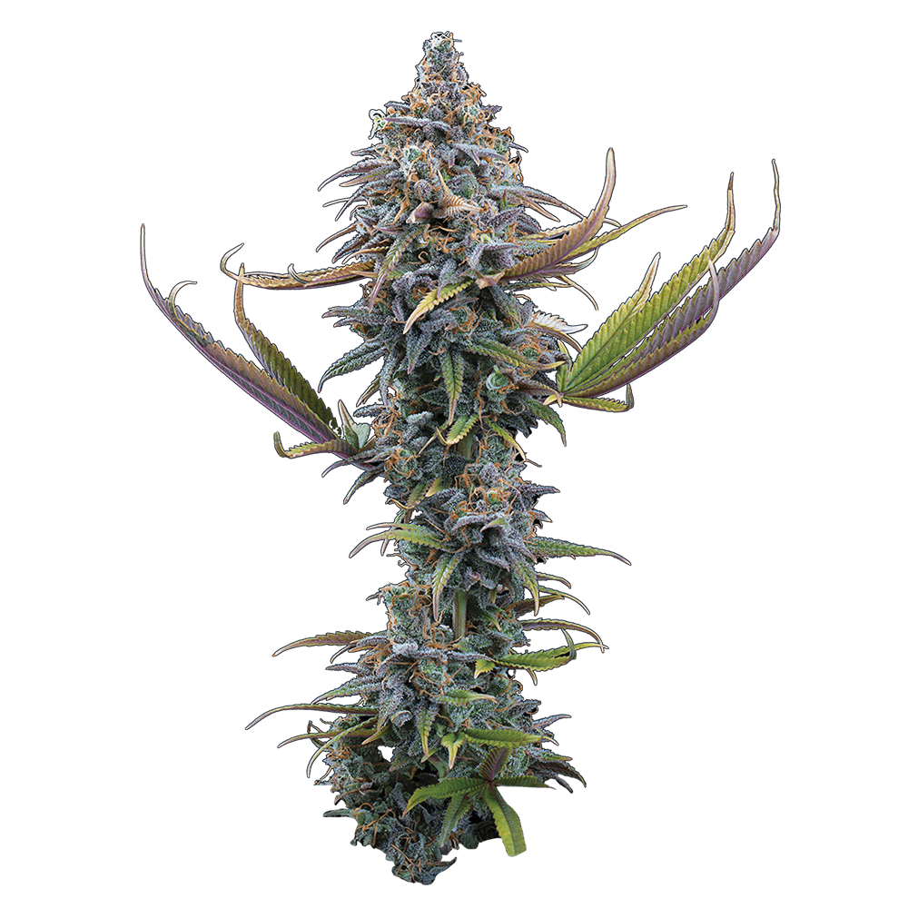 Apollo (Brothers Grimm Seeds) feminisiert