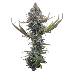 Apollo (Brothers Grimm Seeds) feminisiert Cannabis Samen von Brothers Grimm Seeds