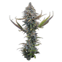 Apollo (Brothers Grimm Seeds) feminisiert