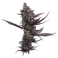 Cinderella Pineapple (Brothers Grimm Seeds) feminisiert Cannabis Samen von Brothers Grimm Seeds