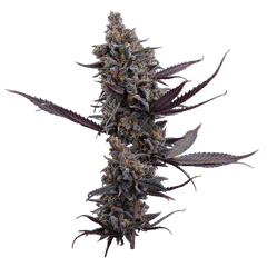 Cinderella Pineapple (Brothers Grimm Seeds) feminisiert Cannabis Samen von Brothers Grimm Seeds