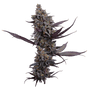 Cinderella Pineapple (Brothers Grimm Seeds) Feminized