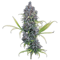 Durban Thai x C99 (Brothers Grimm Seeds) feminisiert Cannabis Samen von Brothers Grimm Seeds