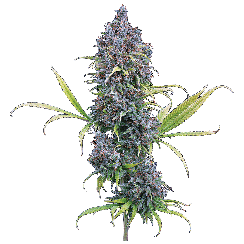 Durban Thai x C99 (Brothers Grimm Seeds) feminisiert