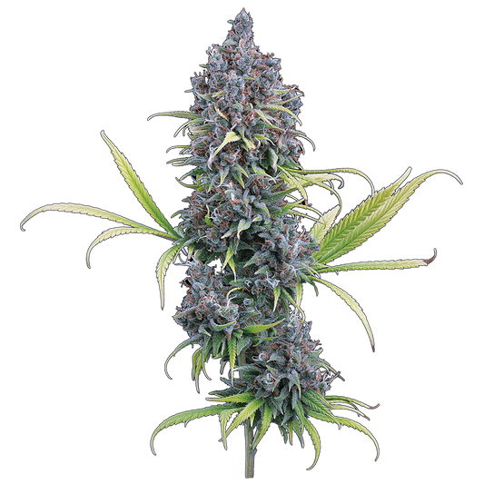 Durban Thai x C99 (Brothers Grimm Seeds) feminisiert