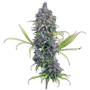 Durban Thai x C99 (Brothers Grimm Seeds) feminized