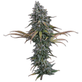 Space Queen (Brothers Grimm Seeds) feminisiert Cannabis Samen von Brothers Grimm Seeds
