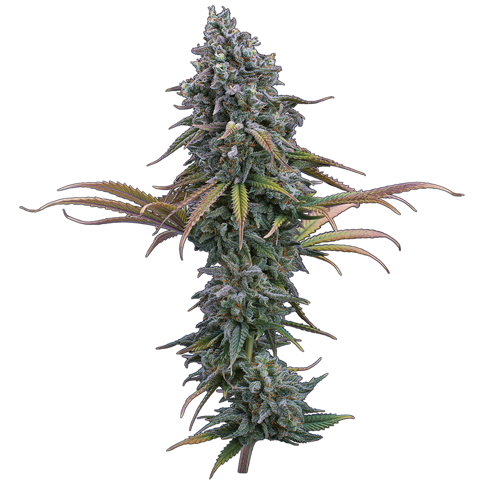 Space Queen (Brothers Grimm Seeds) feminisiert