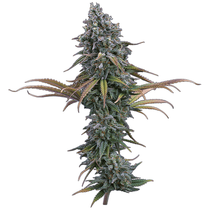 Space Queen (Brothers Grimm Seeds) feminisiert