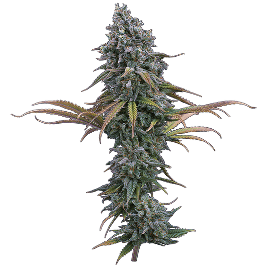 Space Queen (Brothers Grimm Seeds) feminisiert