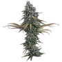 Space Queen (Brothers Grimm Seeds) feminisiert