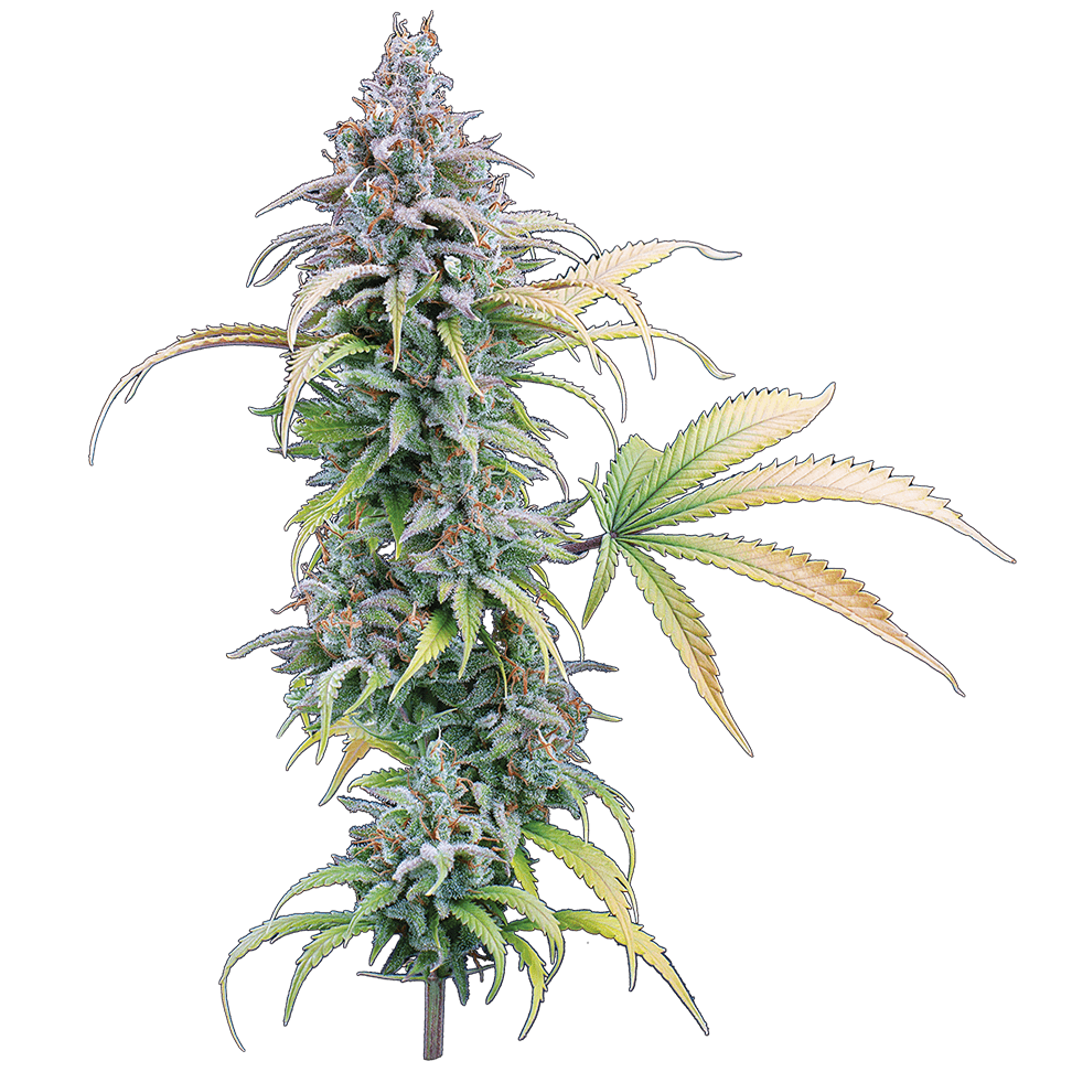 Thai Herer 99 (Brothers Grimm Seeds) feminisiert