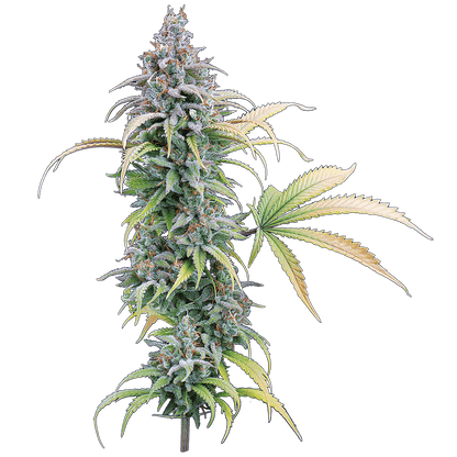 Thai Herer 99 (Brothers Grimm Seeds) feminisiert