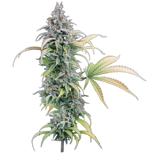 Thai Herer 99 (Brothers Grimm Seeds) feminisiert