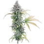 Thai Herer 99 (Brothers Grimm Seeds) feminized