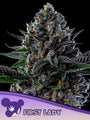 First Lady (Anesia Seeds) feminized