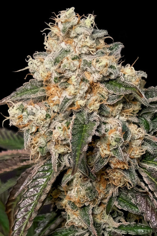 Forbidden Fruit Cake (Advanced Seeds) feminisiert