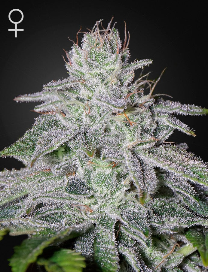 Franco's Lemon Cheese (Greenhouse Seed Co.) feminisiert Cannabis Samen von Greenhouse Seed Co.