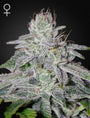 Franco's Lemon Cheese (Greenhouse Seed Co.) feminisiert