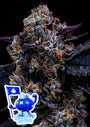 Free Blueberry Nation (Anesia Seeds) feminized