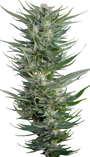 Fruity Durban (Serious Seeds) feminisiert