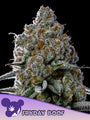 Frayday Boof (Anesia Seeds) Feminized