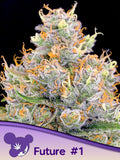 Future #1 (Anesia Seeds) feminisiert Cannabis Samen von Anesia Seeds