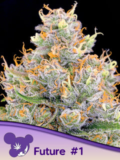 Future #1 (Anesia Seeds) feminisiert Cannabis Samen von Anesia Seeds