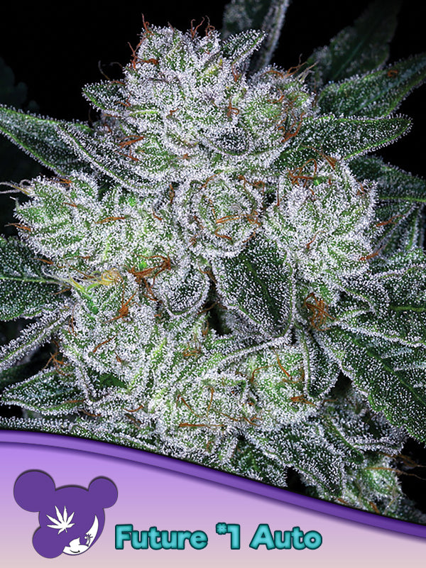 Future #1 Auto (Anesia Seeds)
