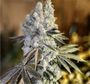 GEN 1 DUET Mix Pack (Ethos Genetics) Feminized