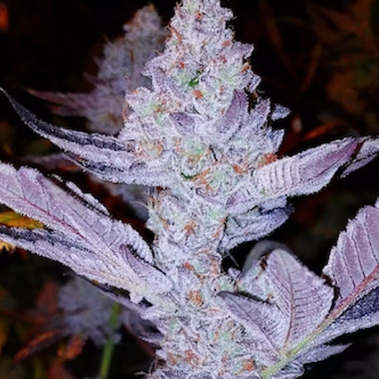 GMO Zkittlez F1 (Ethos Genetics) regulär