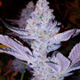 GMO Zkittlez F1 (Ethos Genetics) Regular